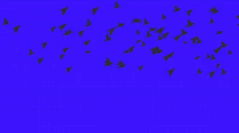 Birds flock in eveningS Stock Footage 656987