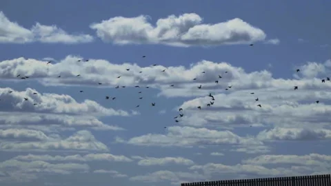 Birds Flock Fly on Cloudy Sky in Sunny Summer Day Stock Footage 152722114
