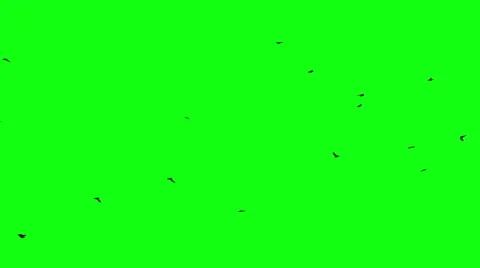 birds flock green screen | Stock Video | Pond5