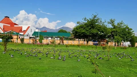 Birds flock group are flying in black clouds under cloudy sky in air. Pigeons Stock Footage 156189859