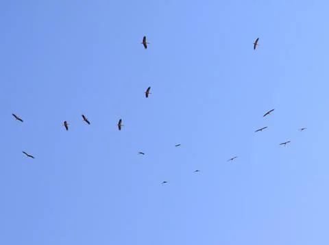 Birds flock high in the sky. Stock Photos