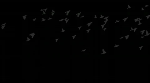 Birds flock at night Stock-Footage 654641