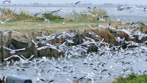 Birds - Flock of Seagulls Stock Footage 99645274