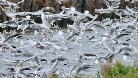 Birds - Flock of Seagulls Stock Footage 99645766