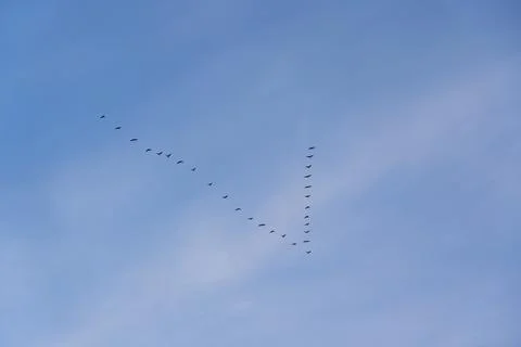 Birds flock in the sky returns from wintering Stock Photos