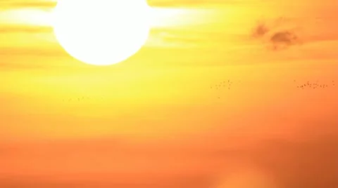 Birds flock in sunset sky Stock-Footage 11651094