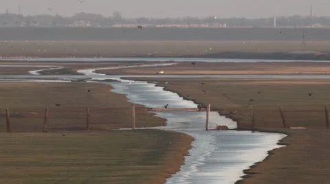 Birds Flock Together to the River in the Distance Stock Footage 64054867