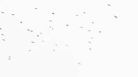Birds flock on white background Stock Footage 98480991