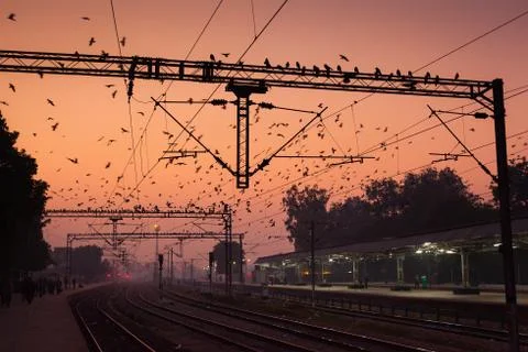 Birds flocking around the overhead power lines at Agra Cantonment railway statio Stock Photos