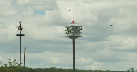 Birds flocking to birdhouse Stock Footage 248020409