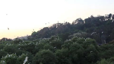 Birds Flocking at Dusk Stock Footage 95725360