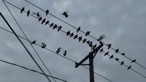 Birds flocking leaving flying away taking off telephone cables perched lines Stock Footage 163835340