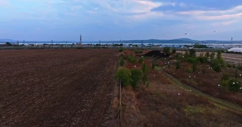Birds Flocking In A Random Pattern Before Migration Blue Hour In Seaside Rural Stock Footage 300447670
