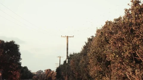 Birds flocking to roost in trees of an olive grove Stock Footage 85243588