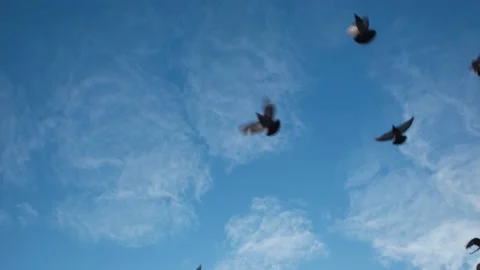Birds Flocking in Slow Motion. Stock Footage 232705646