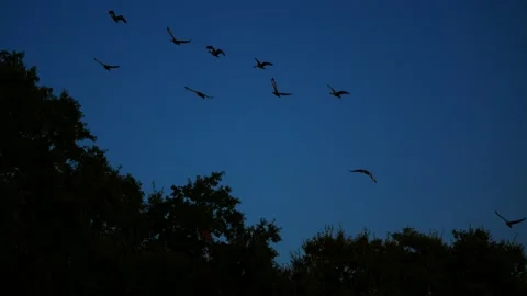 Birds flocking together Stockbeeldmateriaal 190050716