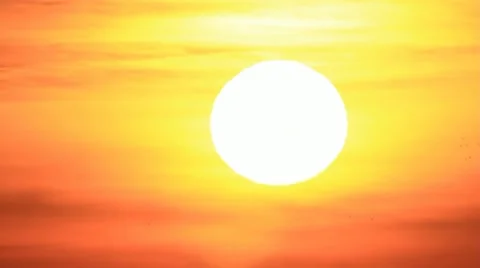 Birds flocks on background sun Stock-Footage 11650660