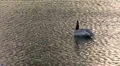 Birds in Florida HD Footage