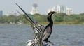 Birds in Florida HD Footage