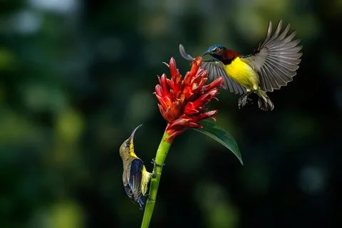 Birds on flower  Stock Photos