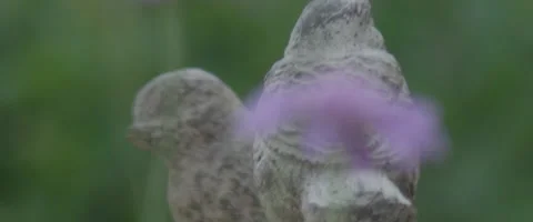 Birds to Flowers Rack Focus Stock Footage 137044829