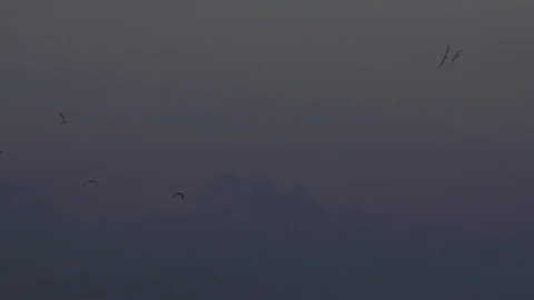 Birds fly above Stock Footage 93593526
