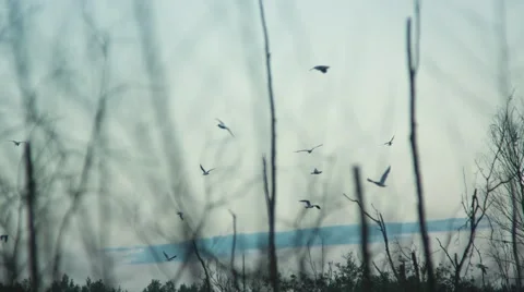 Birds Fly Above The Trees Video stock 62833852