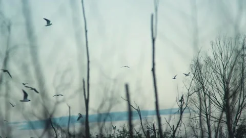 Birds fly above the trees Stock Footage 237508741
