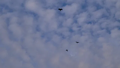Birds fly across the cloudy sky. View of a cloudy sky with flying birds. Stock Footage 119552054