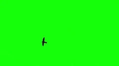 Birds fly across the sky. Green background. Stock Footage