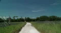 birds fly across tree line marsh foot path HD 동영상