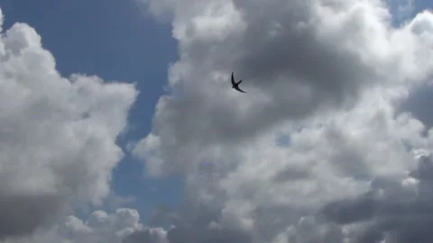 Birds fly against the background of clouds and blue sky Stock Footage 277639581