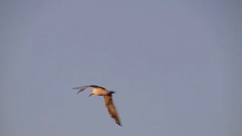 Birds fly against the background of the sky above the horizon and a reservoir Stock Footage 337425647