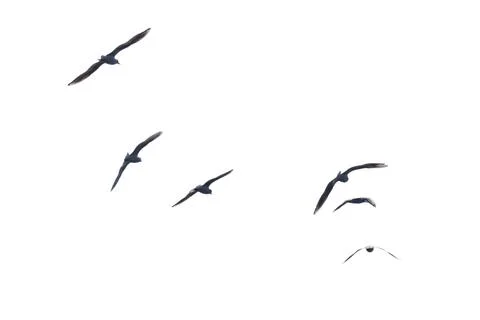 Birds fly against a plain white background. Silhouettes show motion and dir.. Stock Photos