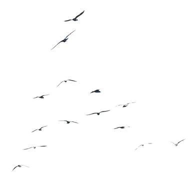 Birds fly against a plain white background. Silhouettes show motion and dir.. Stock Photos