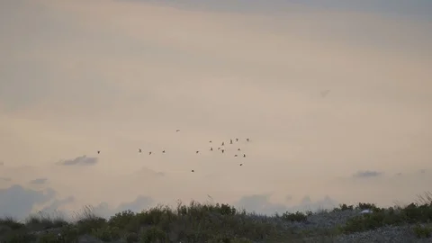 THE BIRDS FLY ALL TOGETHER Video stock 110763100