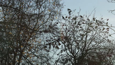 Birds fly in and out of tree Stock Footage 146858997