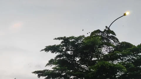 Birds fly around a tree Stock Footage 273474417