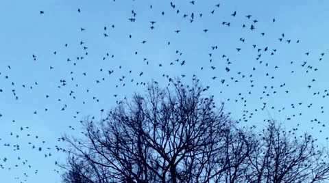 The birds fly away from the  tree crown Stock Footage 34380787