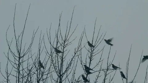 The birds fly away from the tree crown Stock Footage 81322683