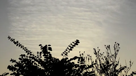 Birds fly away from a tree Stock Footage 58589188