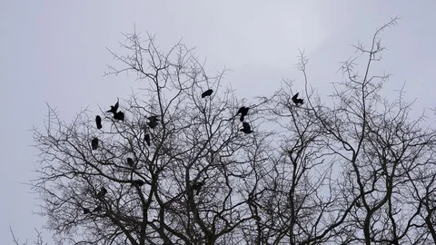 Birds fly away from the tree Stock Footage 88395504