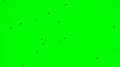 Birds fly away from the upper left corner to the right to the green screen Stock Footage 86789600
