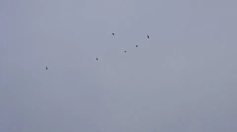 Birds fly on background of grey sky in overcast weather Stock Footage 51353010