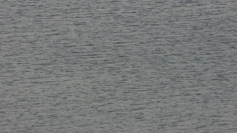 Birds fly in the on background river. Stock Footage 104080108