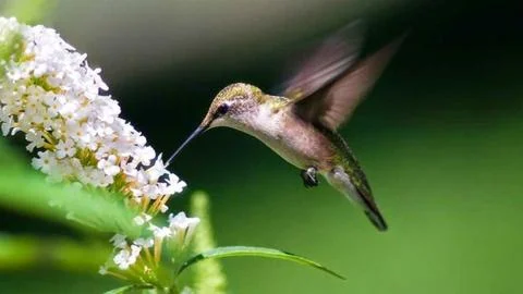 Birds-fly-backwards Stock Photos