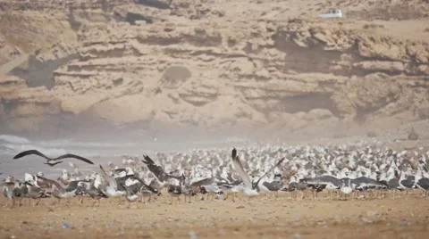 Birds Fly Beach Slow Motion FHD Stock Footage 69020173