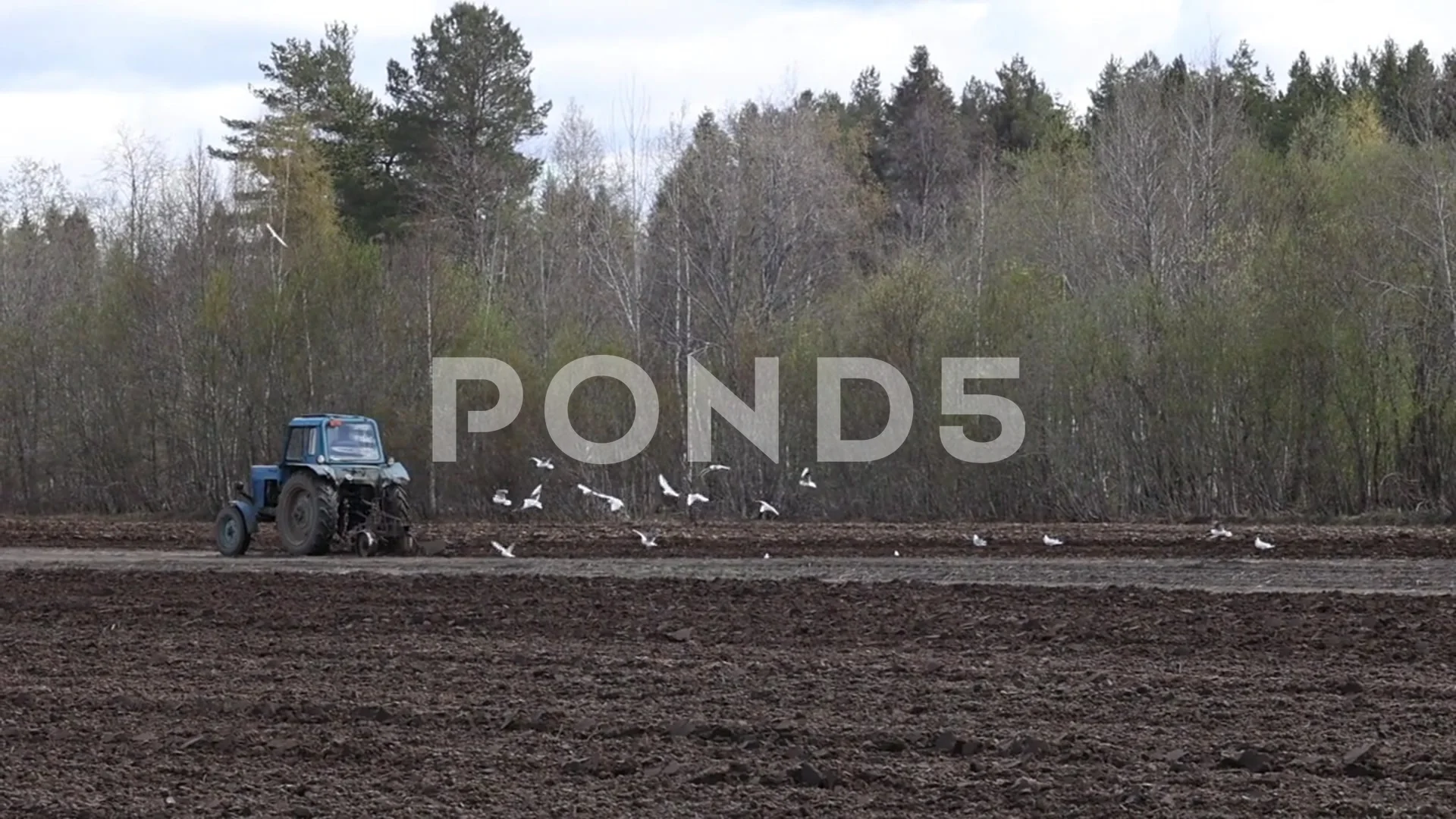 Birds fly behind plowing tractor on plowed field during sowing season.