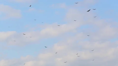 Birds fly in blue sky Stockbeeldmateriaal 46213233