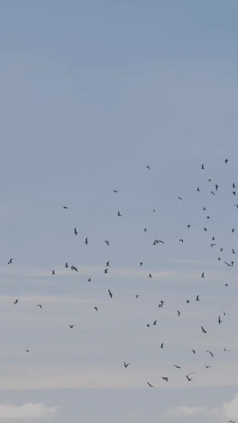 Birds fly in the blue sky Stock Footage 328255685